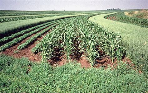 strip crop|corn soybean strip cropping.